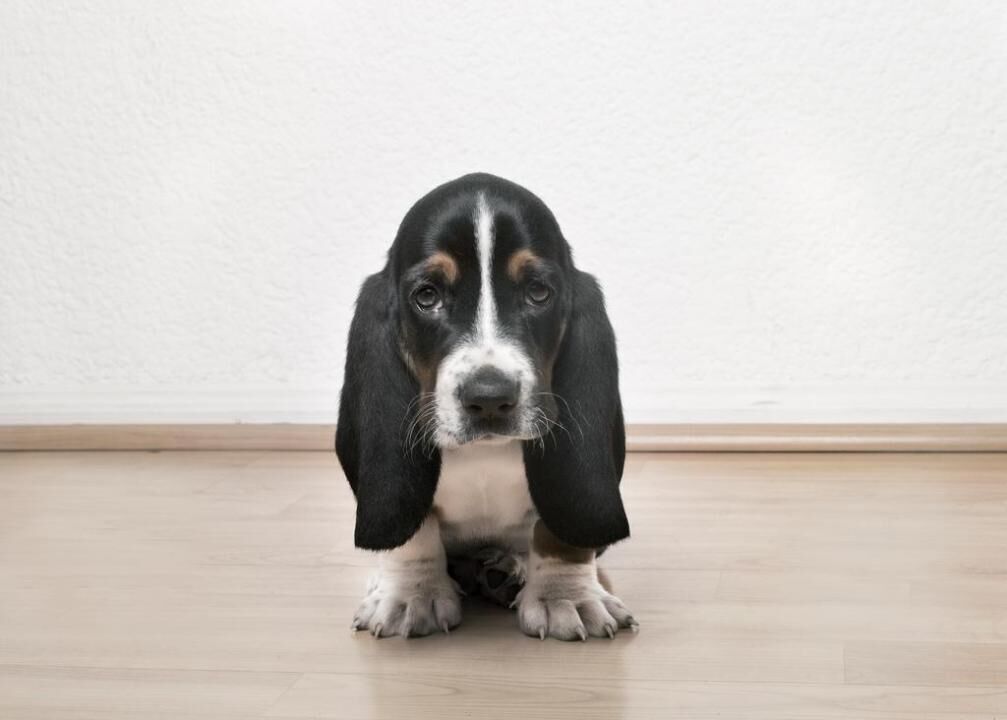 #13. Basset hound